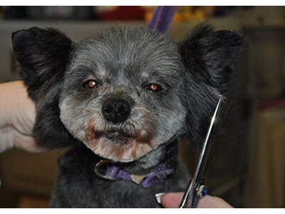 How to Learn the Asian Fusion Pet Grooming Technique